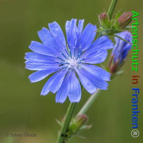 Copyright AiF Sylvia Glaas Bild zum Eintrag (75981-160)