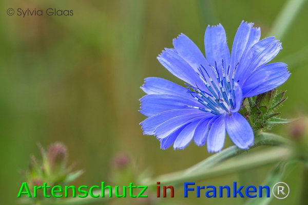 Copyright AiF Sylvia Glaas Bild zum Eintrag (75983-160)