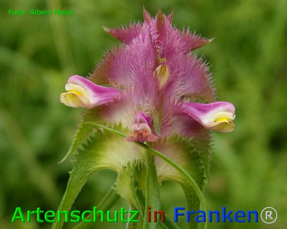 Copyright AiF - Albert Meier Bild zum Eintrag (76069-160)
