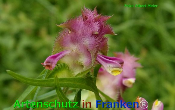 Copyright AiF - Albert Meier Bild zum Eintrag (76070-160)
