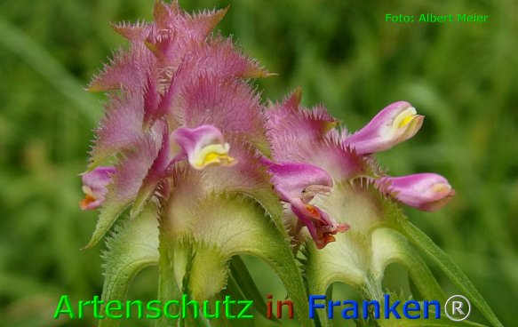 Copyright AiF - Albert Meier Bild zum Eintrag (76071-160)