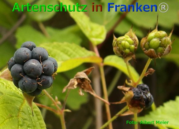 Copyright AiF - Albert Meier Bild zum Eintrag (76073-160)