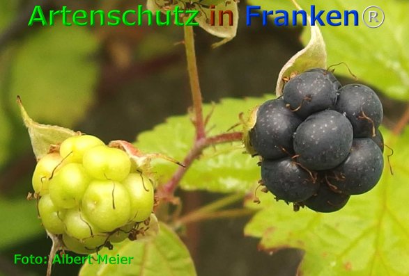 Copyright AiF - Albert Meier Bild zum Eintrag (76074-160)
