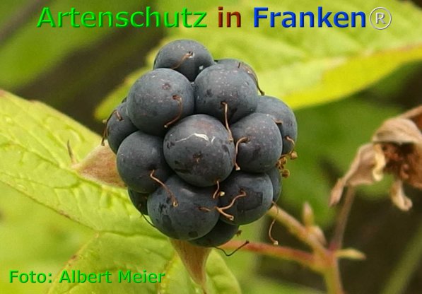 Copyright AiF - Albert Meier Bild zum Eintrag (76075-160)