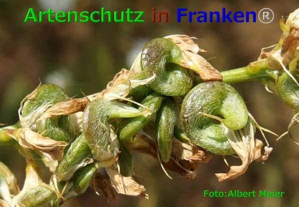 Copyright AiF - Albert Meier Bild zum Eintrag (76099-160)