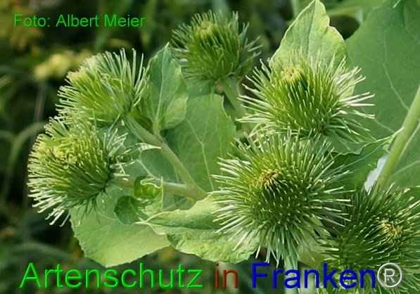 Copyright AiF - Albert Meier Bild zum Eintrag (76226-160)