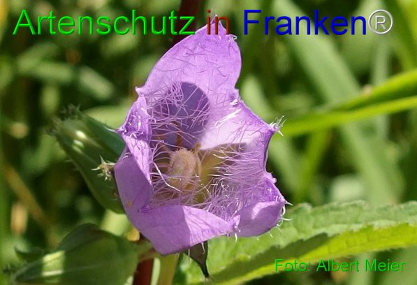 Copyright AiF - Albert Meier Bild zum Eintrag (76231-160)
