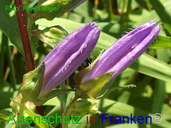 Copyright AiF - Albert Meier Bild zum Eintrag (76232-160)