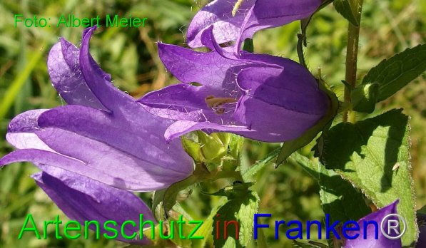 Copyright AiF - Albert Meier Bild zum Eintrag (76233-160)
