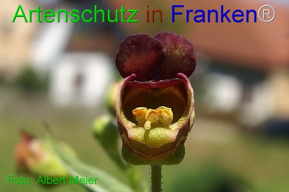 Copyright AiF - Albert Meier Bild zum Eintrag (76236-160)