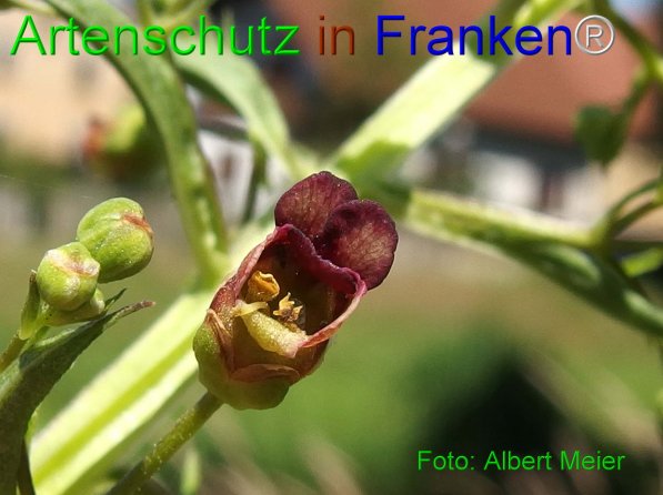 Copyright AiF - Albert Meier Bild zum Eintrag (76237-160)