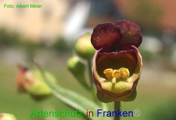 Copyright AiF - Albert Meier Bild zum Eintrag (76238-160)