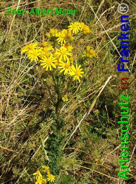 Copyright AiF - Albert Meier Bild zum Eintrag (76369-160)