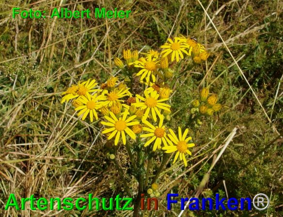 Copyright AiF - Albert Meier Bild zum Eintrag (76370-160)