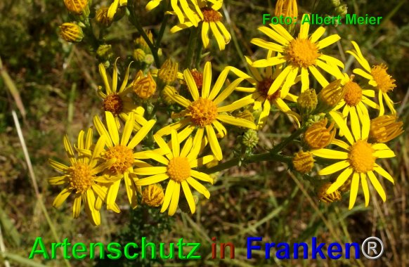 Copyright AiF - Albert Meier Bild zum Eintrag (76371-160)