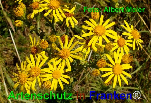 Copyright AiF - Albert Meier Bild zum Eintrag (76372-160)