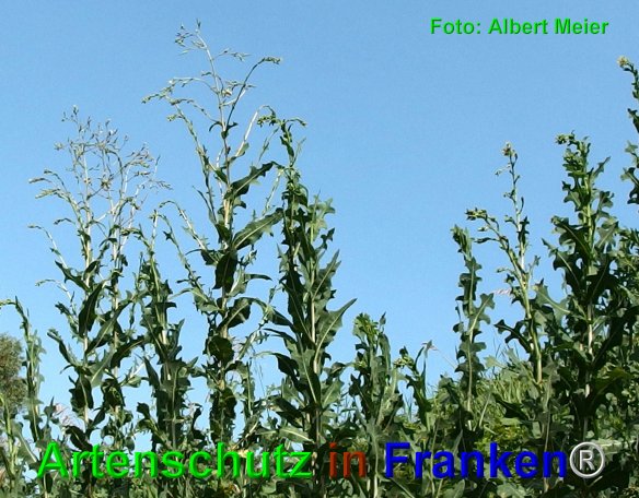 Copyright AiF - Albert Meier Bild zum Eintrag (76375-160)