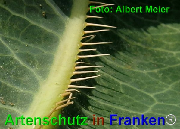 Copyright AiF - Albert Meier Bild zum Eintrag (76380-160)