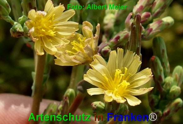 Copyright AiF - Albert Meier Bild zum Eintrag (76383-160)