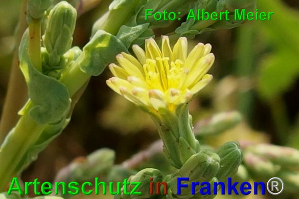 Copyright AiF - Albert Meier Bild zum Eintrag (76384-160)