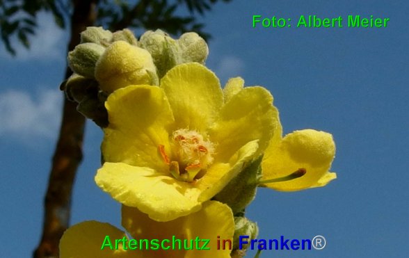 Copyright AiF - Albert Meier Bild zum Eintrag (76389-160)