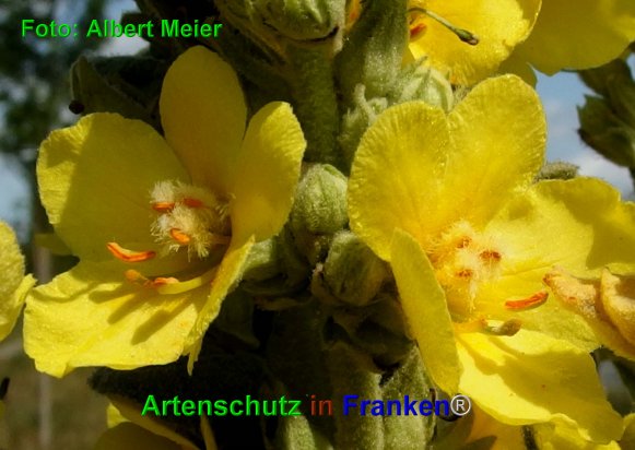 Copyright AiF - Albert Meier Bild zum Eintrag (76390-160)