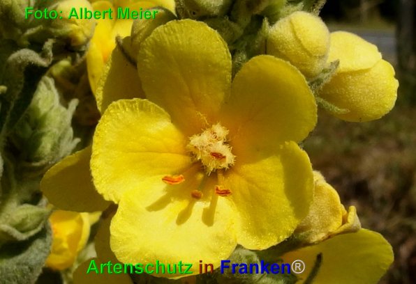 Copyright AiF - Albert Meier Bild zum Eintrag (76392-160)