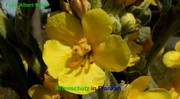 Copyright AiF - Albert Meier Bild zum Eintrag (76393-160)