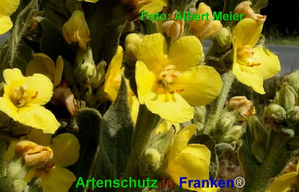 Copyright AiF - Albert Meier Bild zum Eintrag (76394-160)