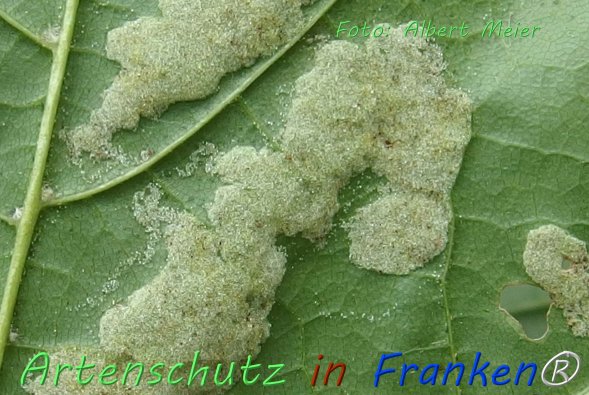 Copyright AiF - Albert Meier Bild zum Eintrag (76569-160)