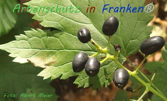 Copyright AiF - Albert Meier Bild zum Eintrag (76583-160)