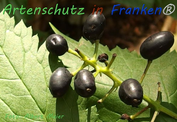 Copyright AiF - Albert Meier Bild zum Eintrag (76584-160)