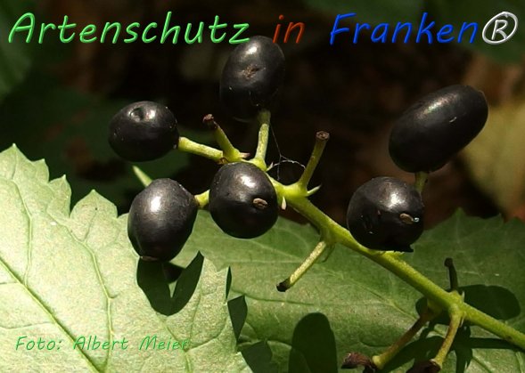 Copyright AiF - Albert Meier Bild zum Eintrag (76585-160)