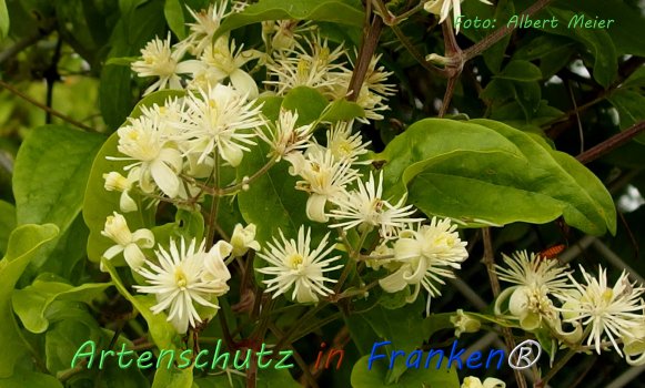 Copyright AiF - Albert Meier Bild zum Eintrag (76590-160)