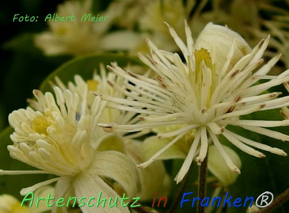 Copyright AiF - Albert Meier Bild zum Eintrag (76591-160)
