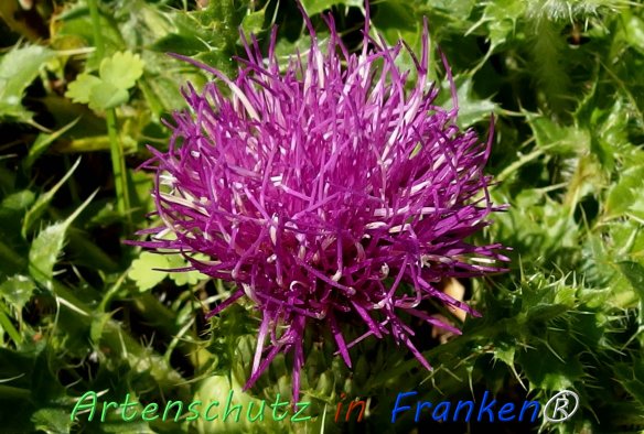 Copyright AiF - Albert Meier Bild zum Eintrag (76596-160)
