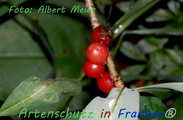 Bild zum Eintrag (76606-160)