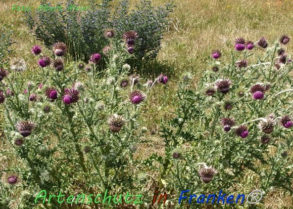 Copyright AiF - Albert Meier Bild zum Eintrag (76609-160)