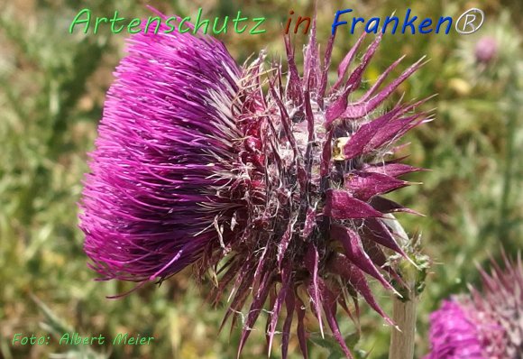Copyright AiF - Albert Meier Bild zum Eintrag (76615-160)