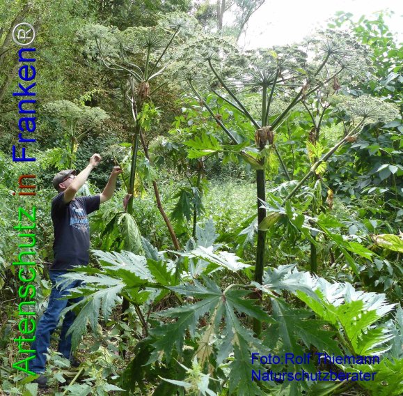 Copyright AiF Rolf Thiemann Bild zum Eintrag (76861-160)