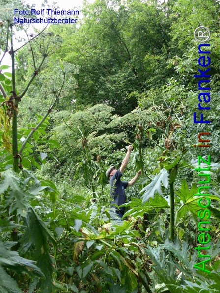 Copyright AiF Rolf Thiemann Bild zum Eintrag (76865-160)
