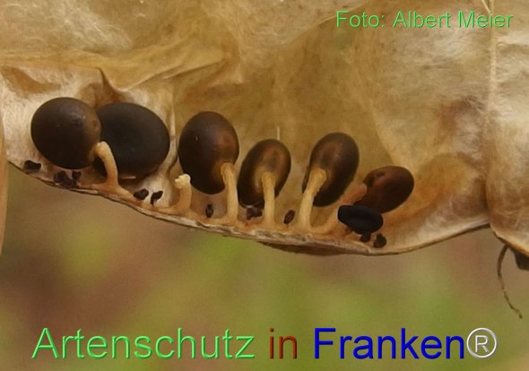 Copyright AiF - Albert Meier Bild zum Eintrag (76902-160)