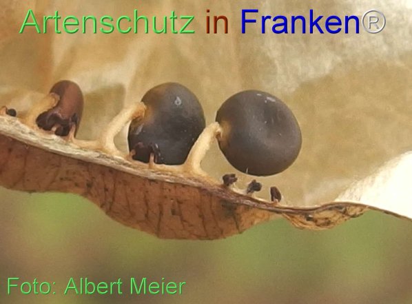 Copyright AiF - Albert Meier Bild zum Eintrag (76903-160)