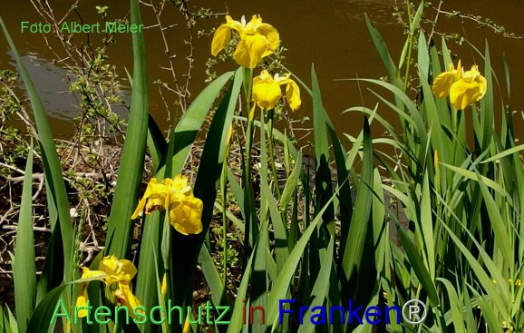 Copyright AiF - Albert Meier Bild zum Eintrag (76907-160)