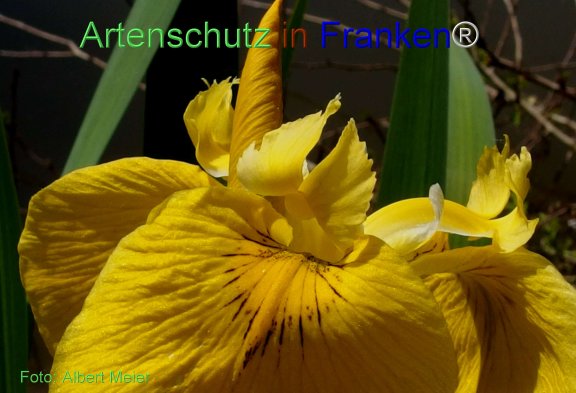 Copyright AiF - Albert Meier Bild zum Eintrag (76909-160)