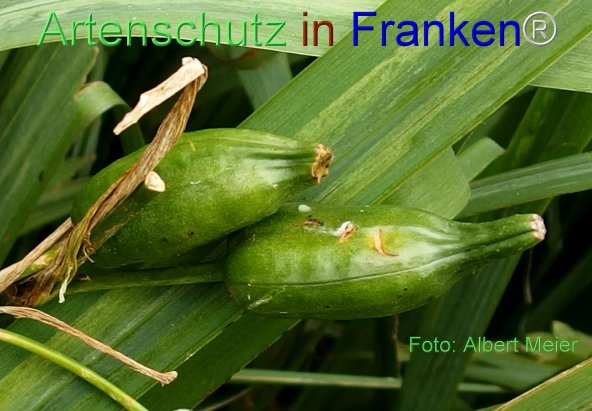 Copyright AiF - Albert Meier Bild zum Eintrag (76910-160)