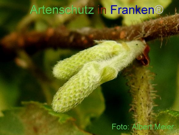 Copyright AiF - Albert Meier Bild zum Eintrag (76914-160)