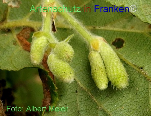 Copyright AiF - Albert Meier Bild zum Eintrag (76915-160)