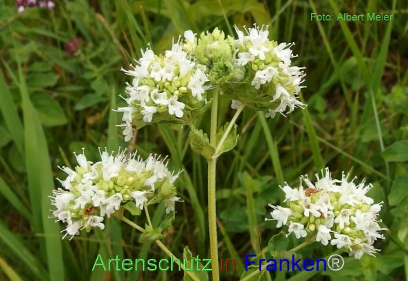Copyright AiF - Albert Meier Bild zum Eintrag (76938-160)