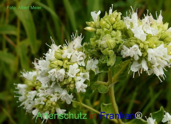 Copyright AiF - Albert Meier Bild zum Eintrag (76939-160)